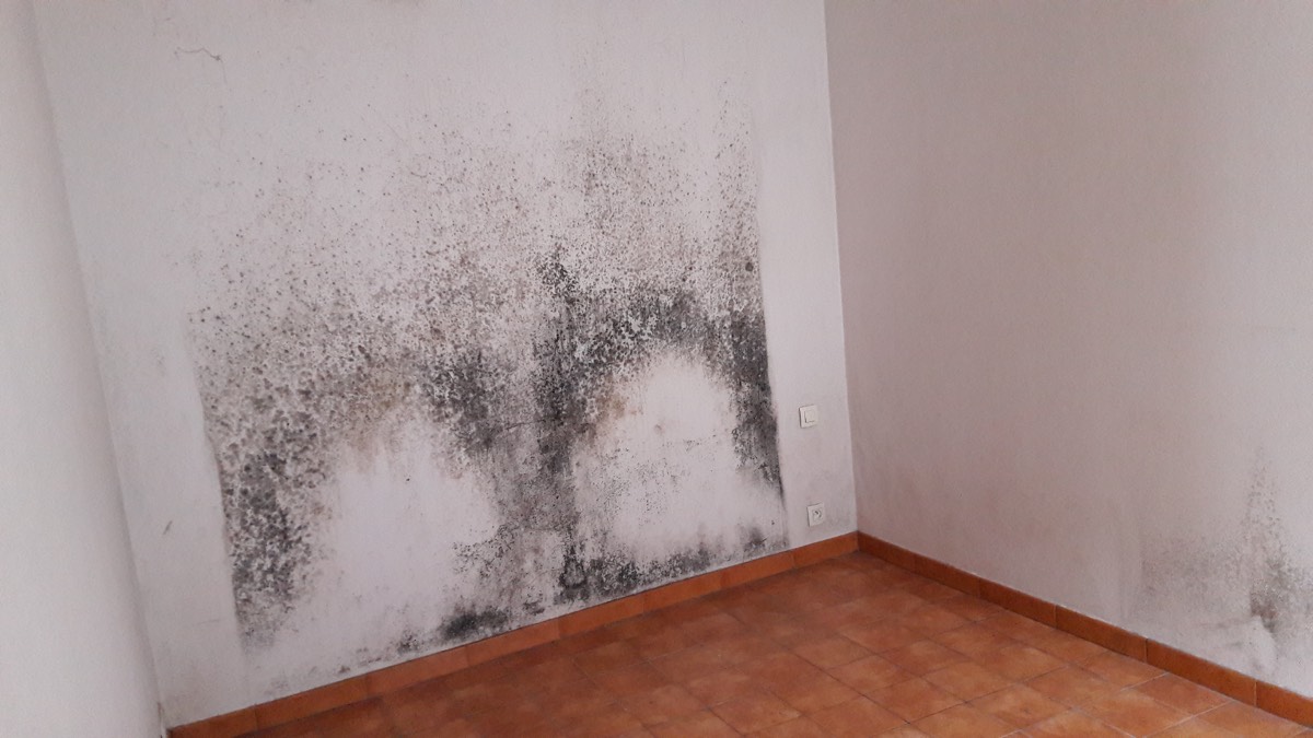 Moisissures - Expertise humidité à Narbonne
